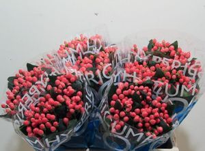 HYPERICUM COCO LIPSTICK 50
